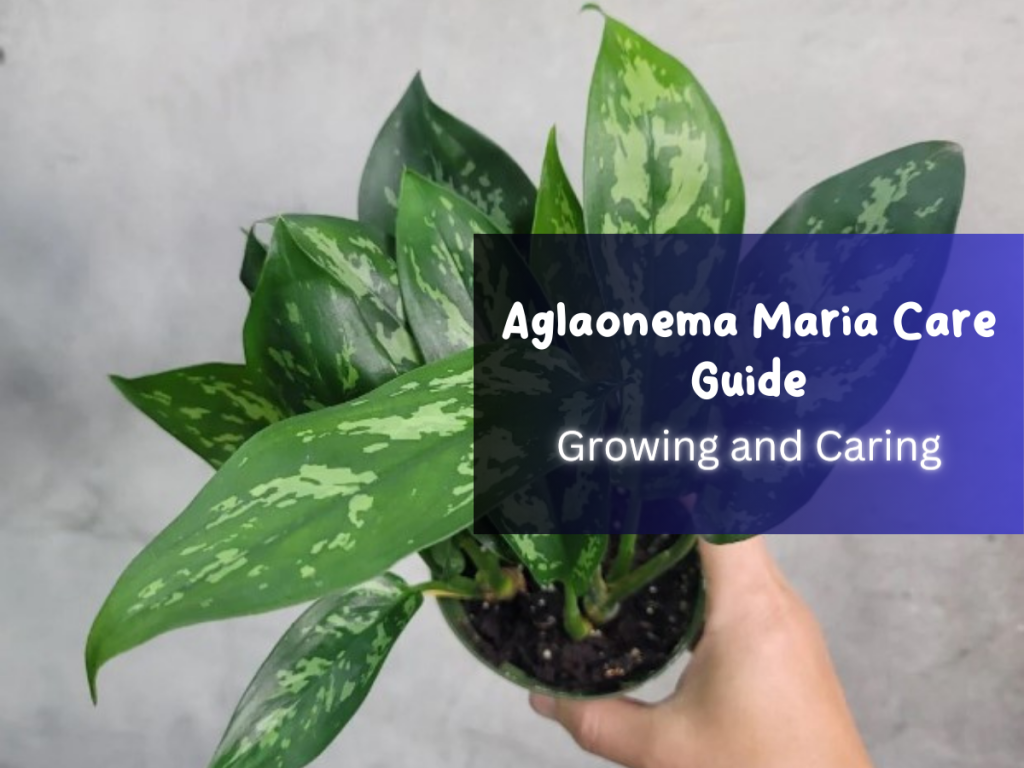 Aglaonema Maria Care Guide