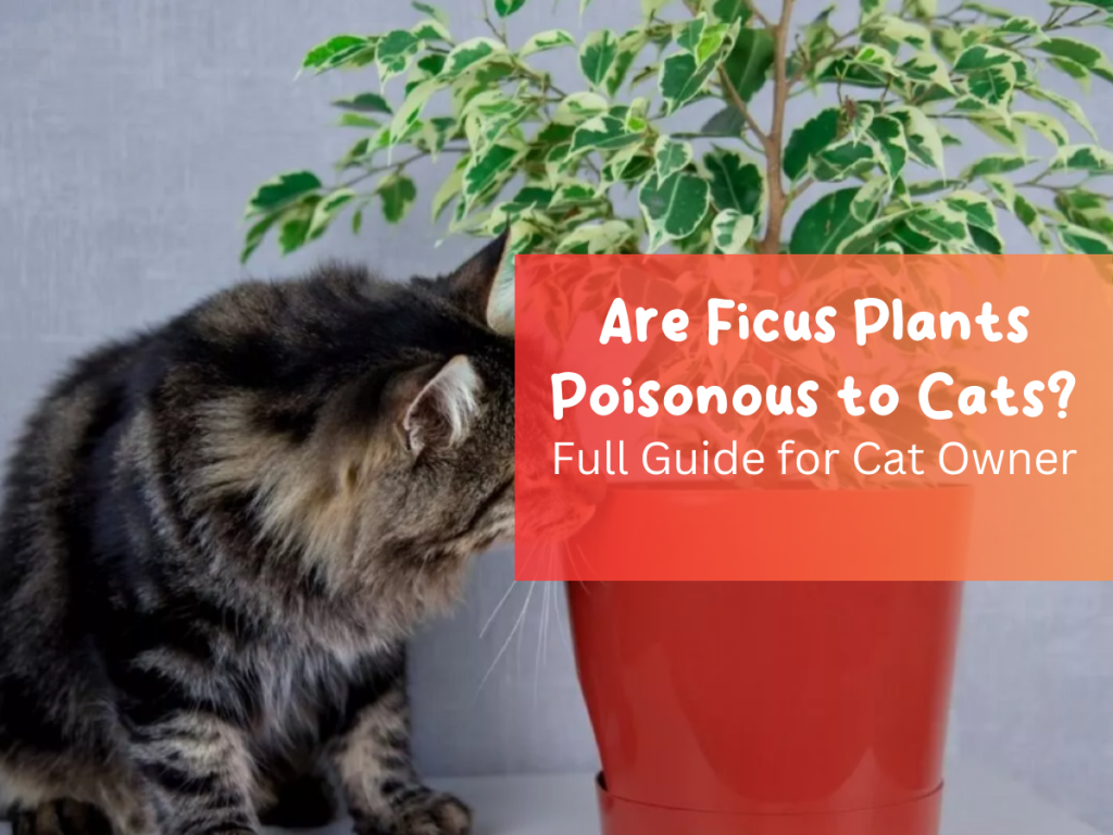 Are Ficus Plants Poisonous to Cats