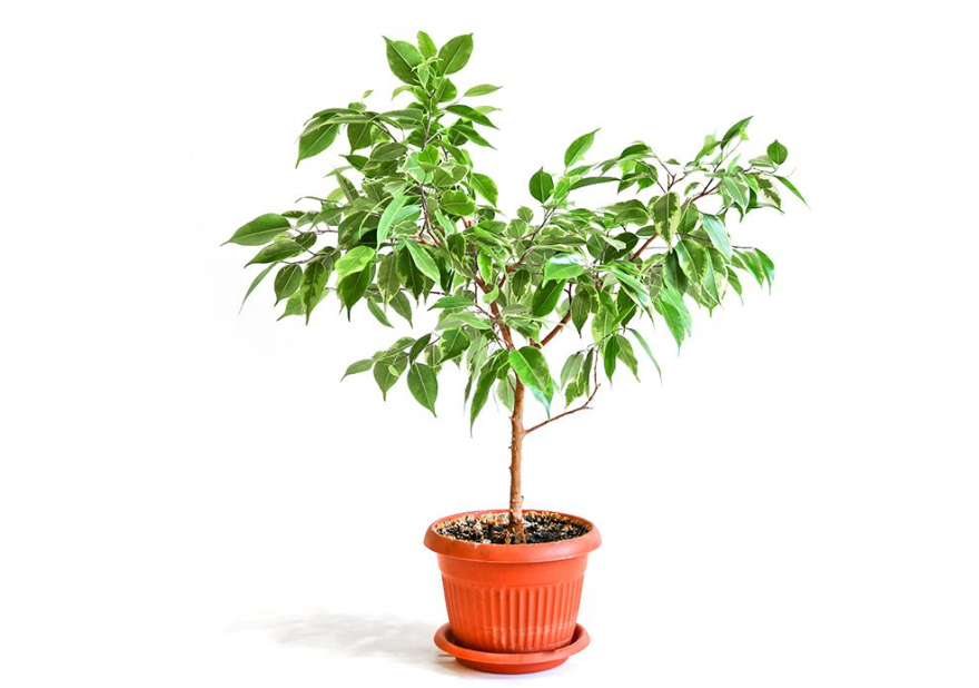 Are Ficus Plants Poisonous to Cats guide to cats owner