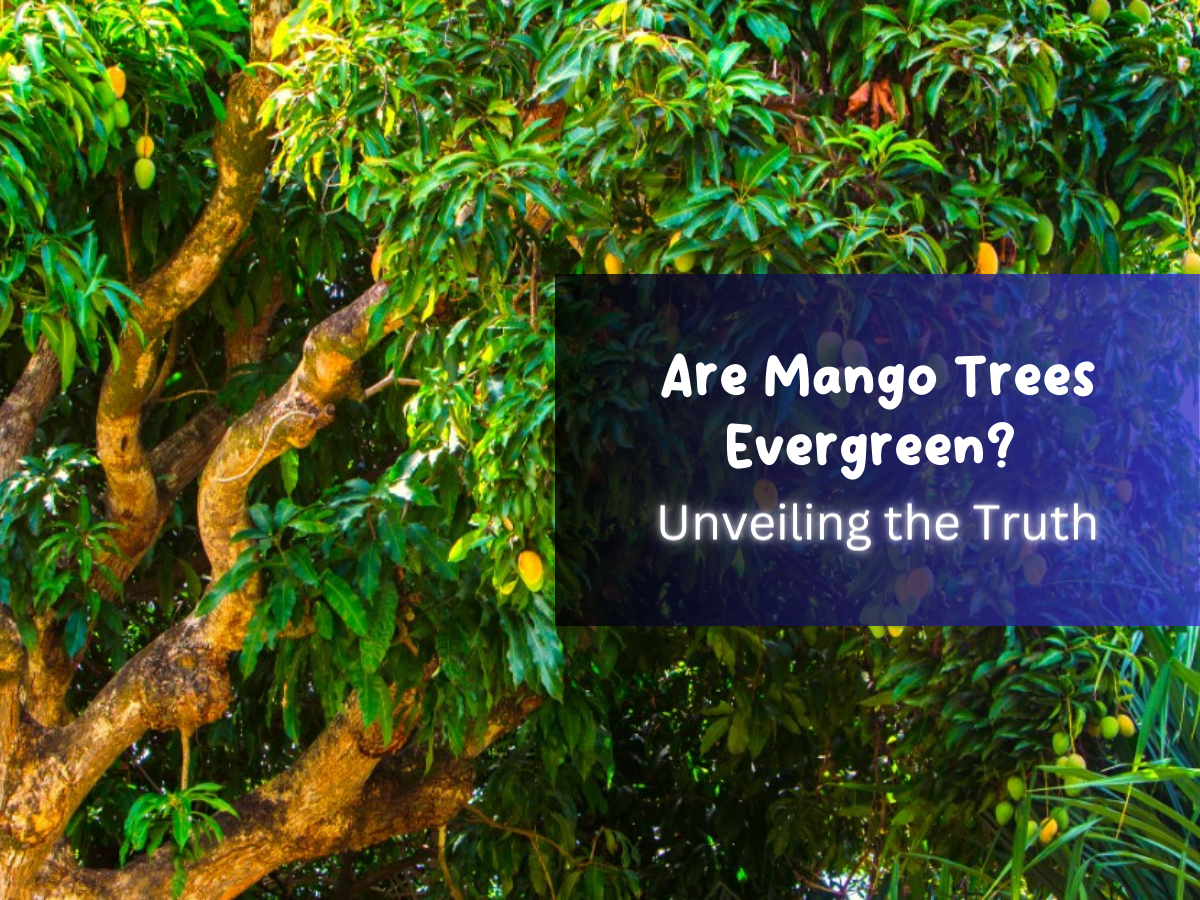 Are Mango Trees Evergreen