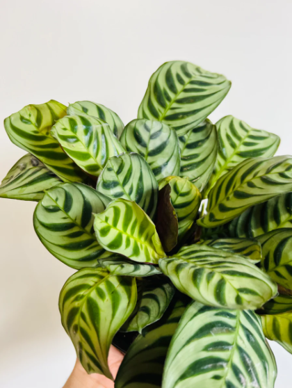 Calathea Burle Marx Guide to Growing And Care