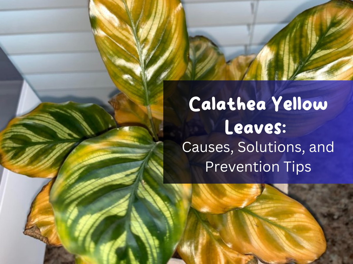 Calathea Yellow Leaves