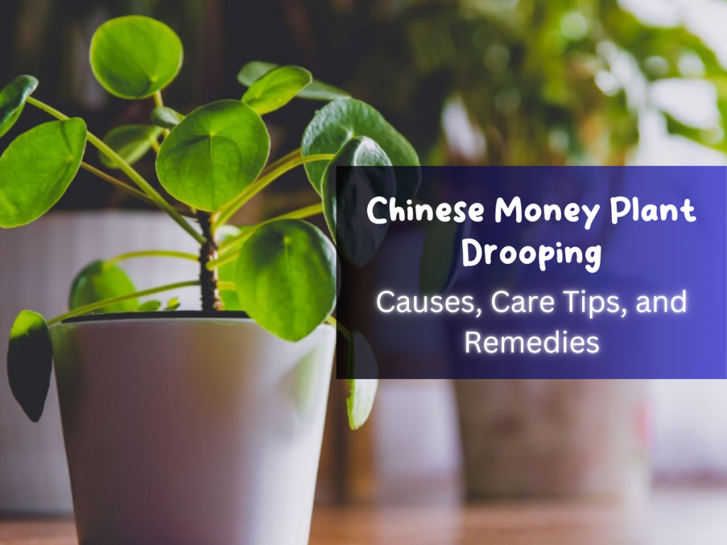 Chinese Money Plant Drooping