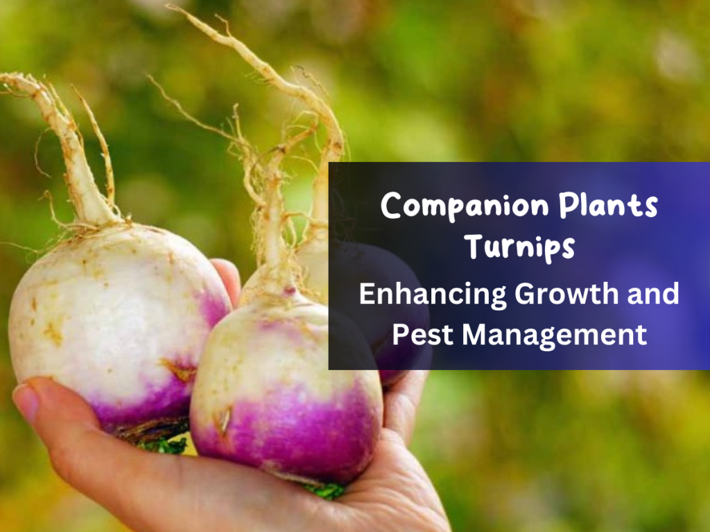 Companion Plants Turnips