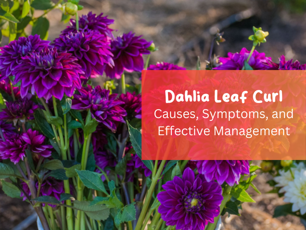 Dahlia Leaf Curl Causes Symptoms And Effective Management