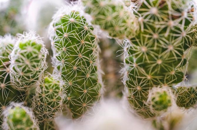 Do Cacti Produce Oxygen Inside