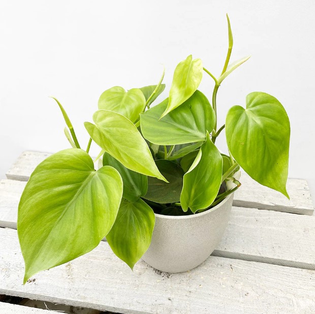 Do Pothos Need Drainage Exploring the Importance of Proper Watering 1