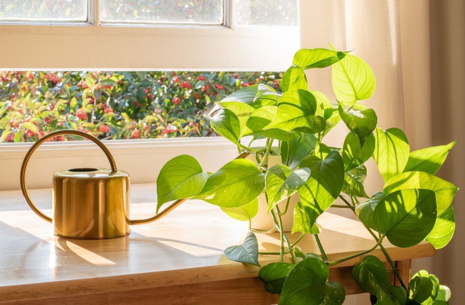 Do Pothos Need Drainage Exploring the Importance of Proper Watering