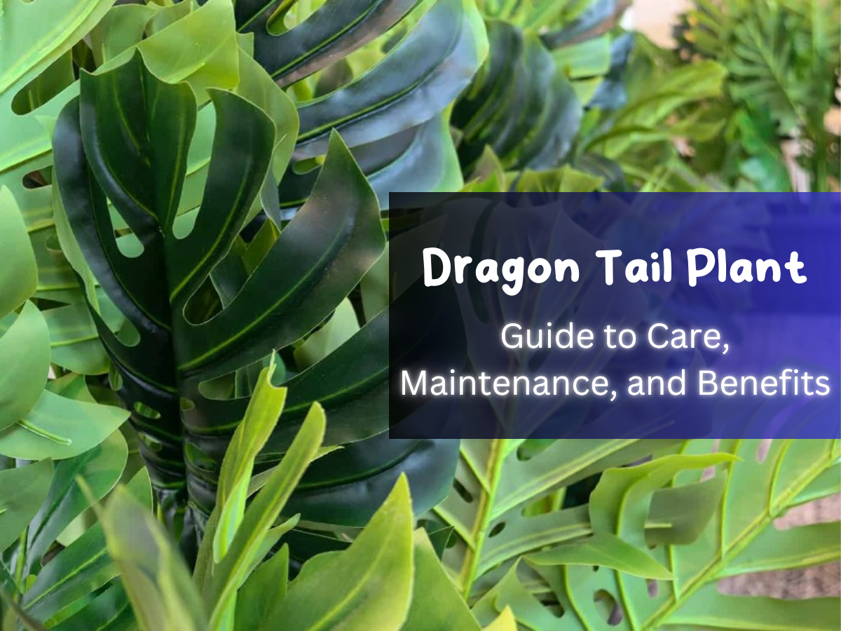 Dragon Tail Plant Guide to Care, Maintenance, and Benefits