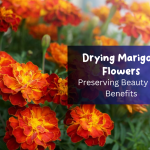 Drying Marigold Flowers