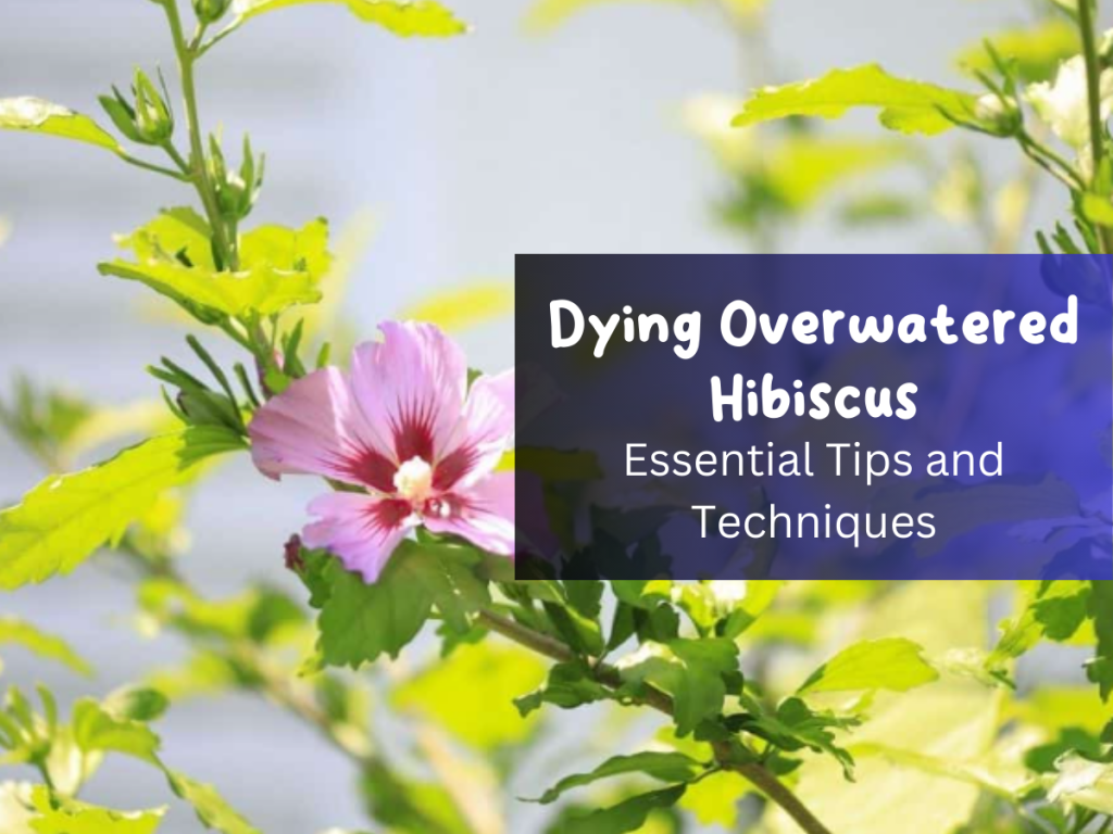 Dying Overwatered Hibiscus