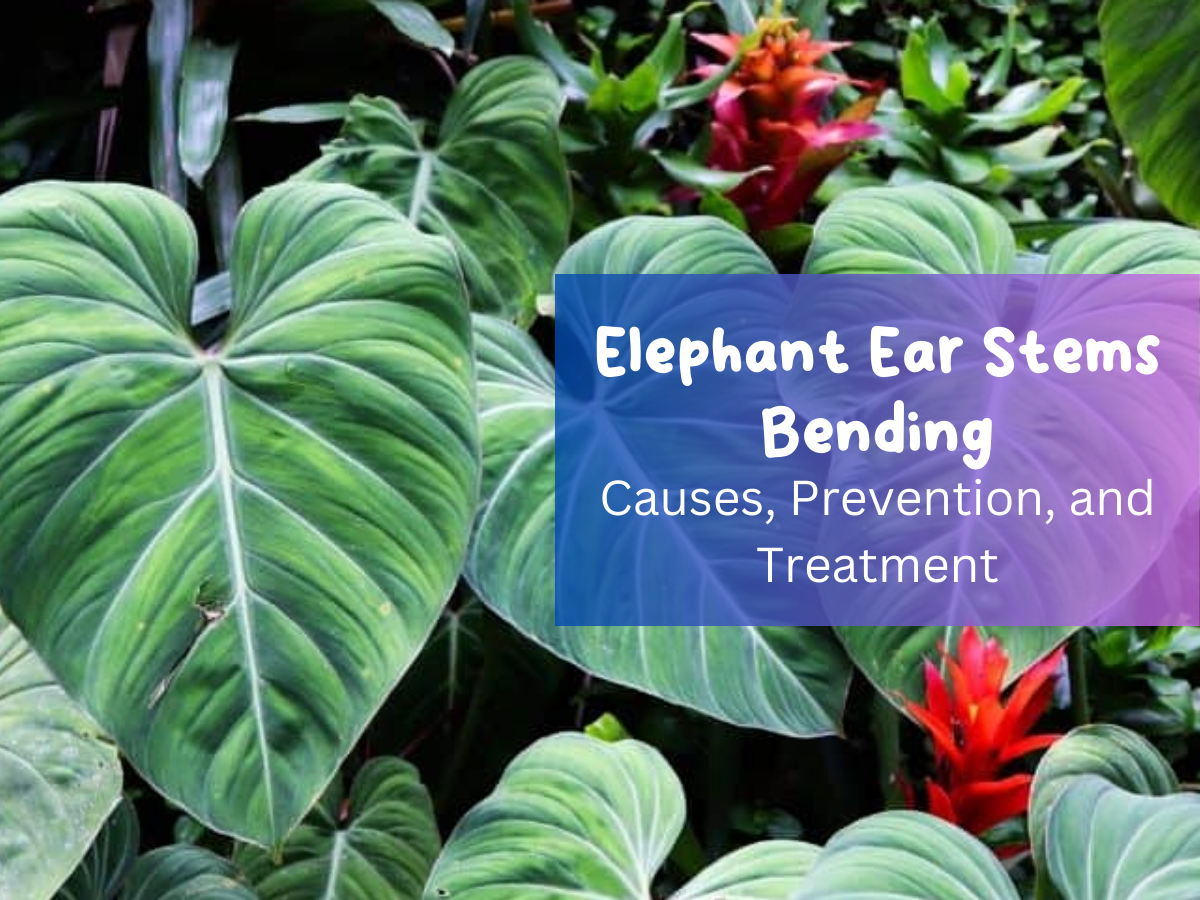 Elephant Ear Stems Bending