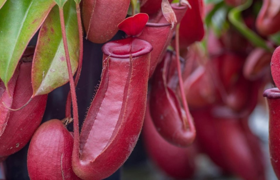 Explore the allure of Nepenthes Bloody Mary