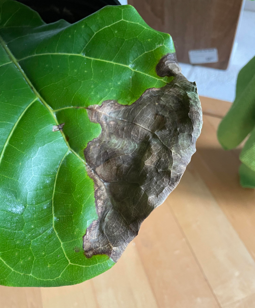 Fiddle Leaf Fig Bacterial Infection Causes Symptoms and Treatment