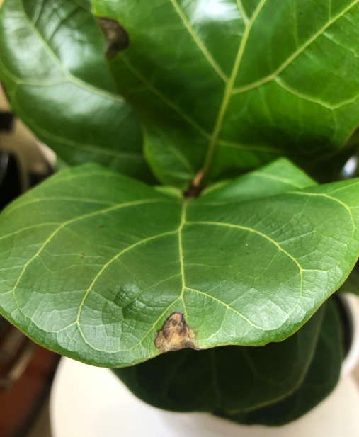 Fiddle Leaf Fig Bacterial Infection Causes Symptoms And Treatment