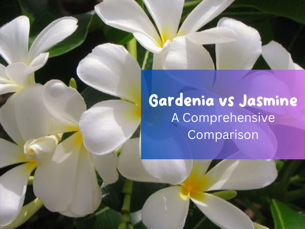 Gardenia vs Jasmine