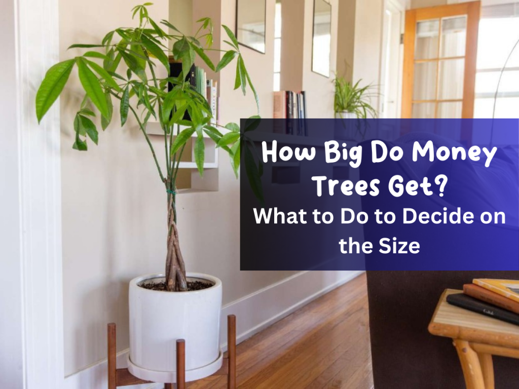 How Big Do Money Trees Get