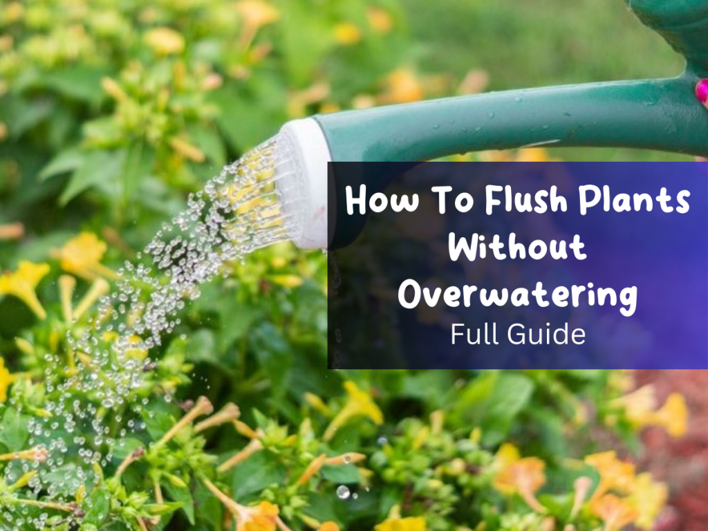 How To Flush Plants Without Overwatering