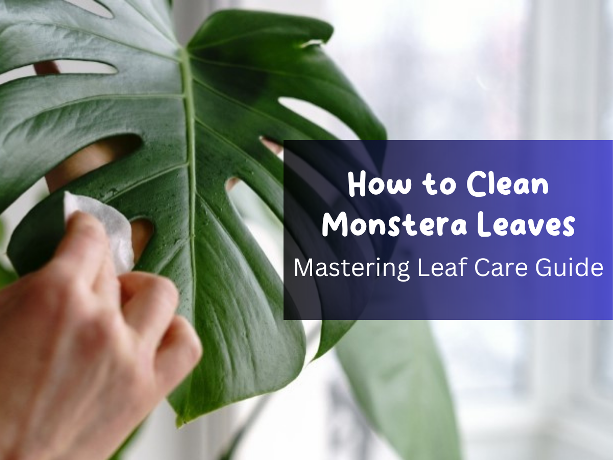 How to Clean Monstera Leaves Mastering Leaf Care Guide