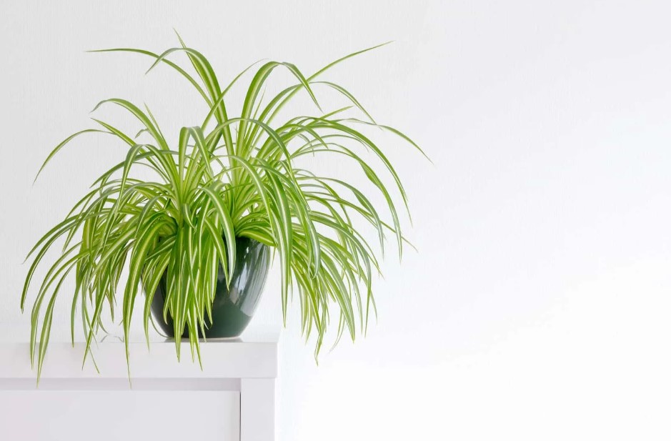 How to Make Spider Plant Bushier Easy Steps for Beginners