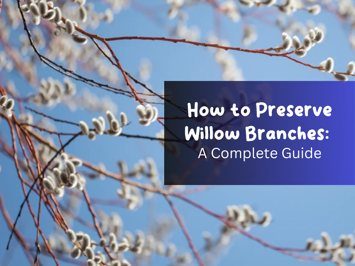 How to Preserve Willow Branches A Complete Guide