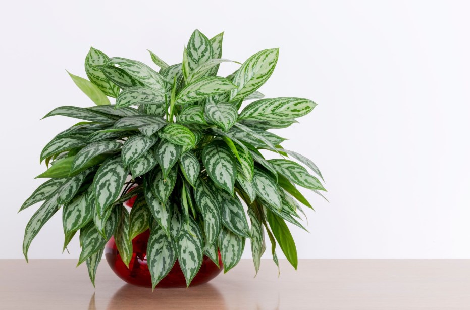 Is Aglaonema Toxic to Cats A Full Guide for Cat Parrents 1