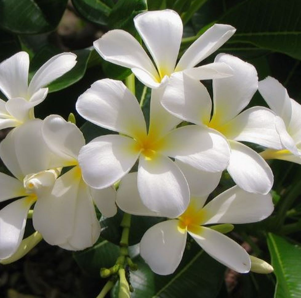 Jasmine vs gardenia