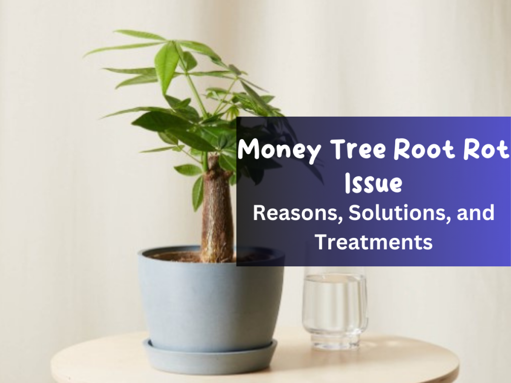 Money Tree Root Rot Issue