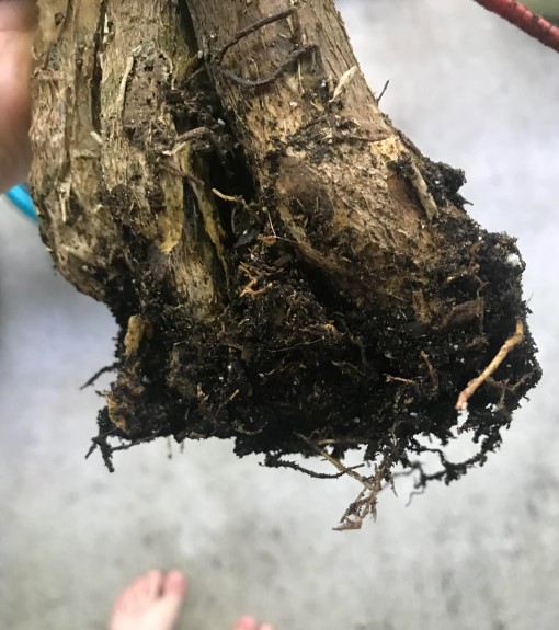 Money Tree Root Rot