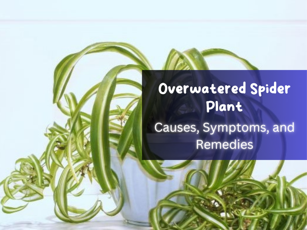 Overwatered Spider Plant