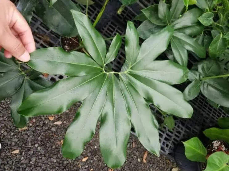 Philodendron Goeldii care