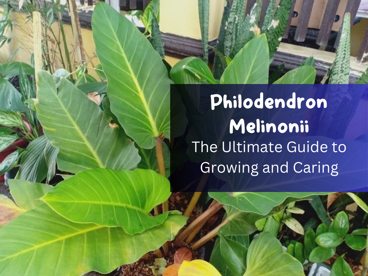 Philodendron Melinonii The Ultimate Guide to Growing and Caring