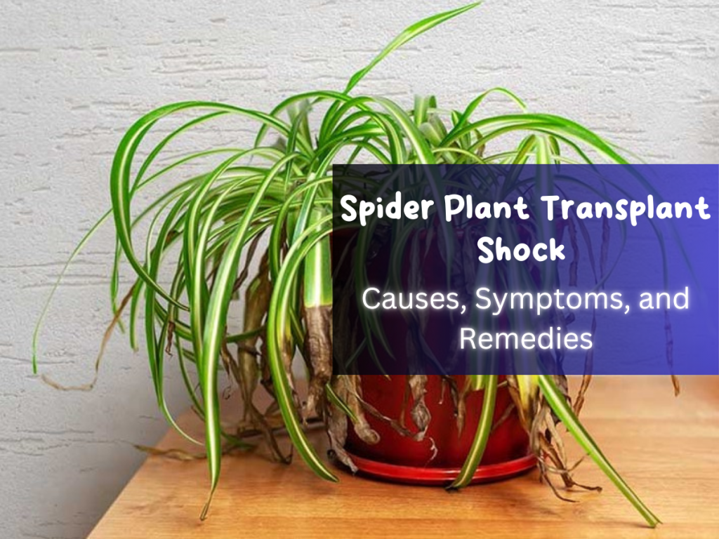 Spider Plant Transplant Shock