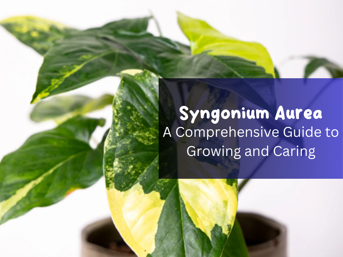 Syngonium Aurea A Comprehensive Guide to Growing and Caring