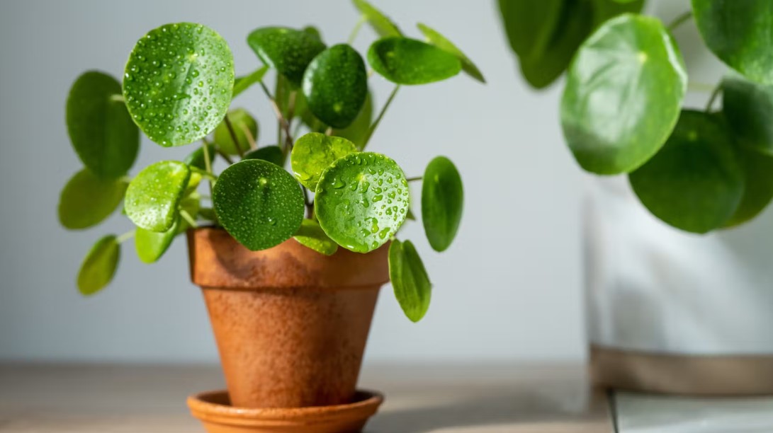 The Leggy Pilea Causes Fixes and Prevention Tips