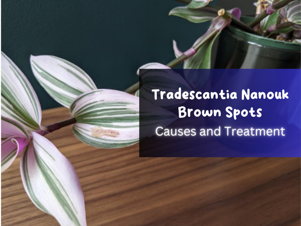 Tradescantia Nanouk Brown Spots