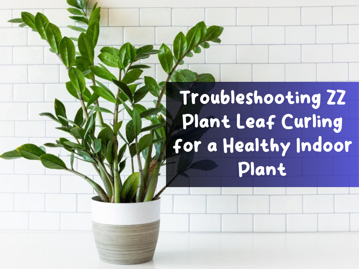 Troubleshooting ZZ Plant Leaf Curling for a Healthy Indoor Plant
