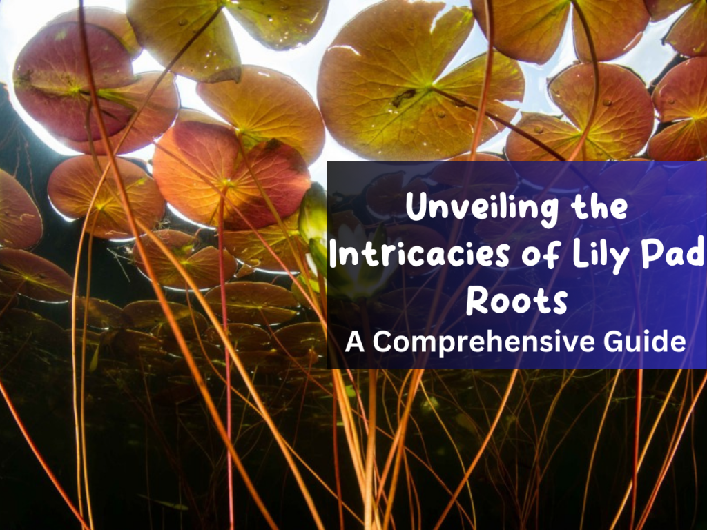 Unveiling the Intricacies of Lily Pad Roots