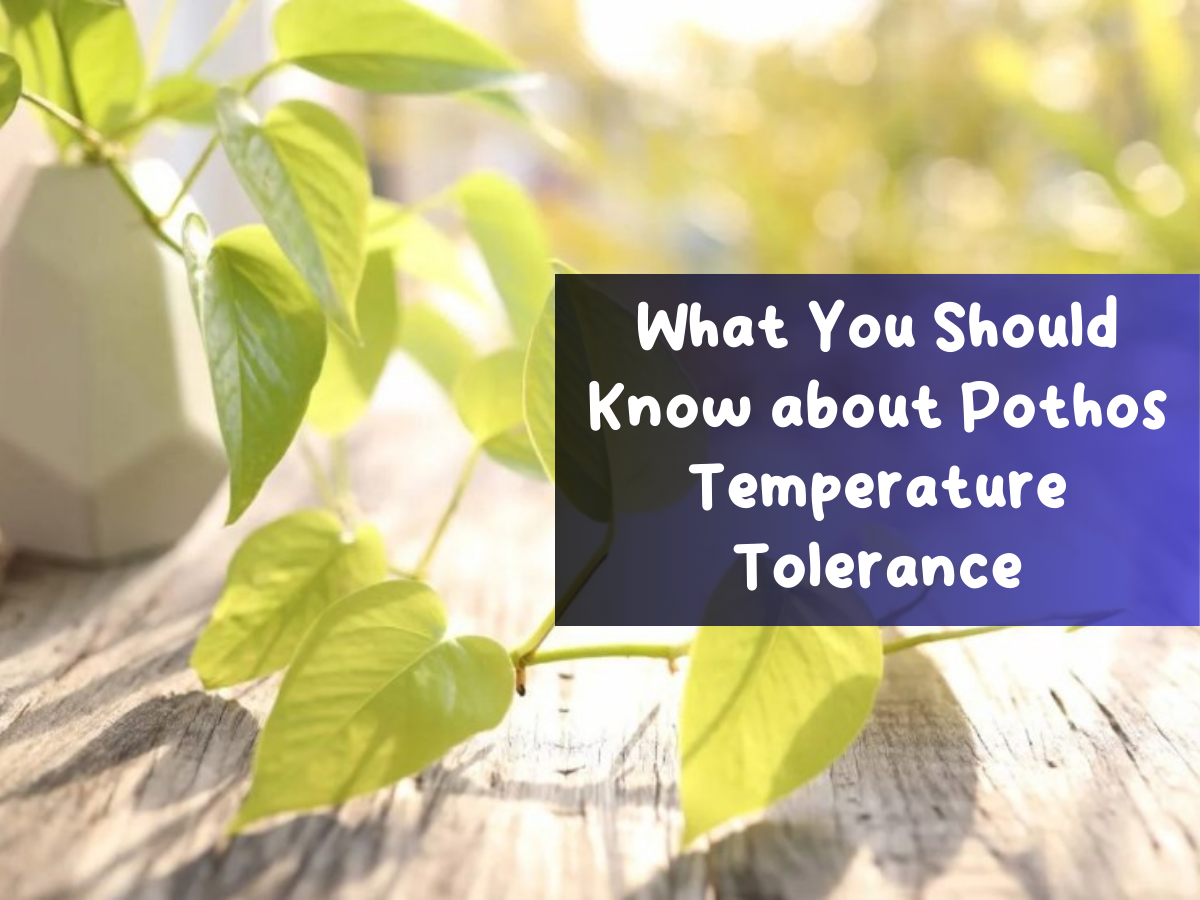What You Should Know about Pothos Temperature Tolerance