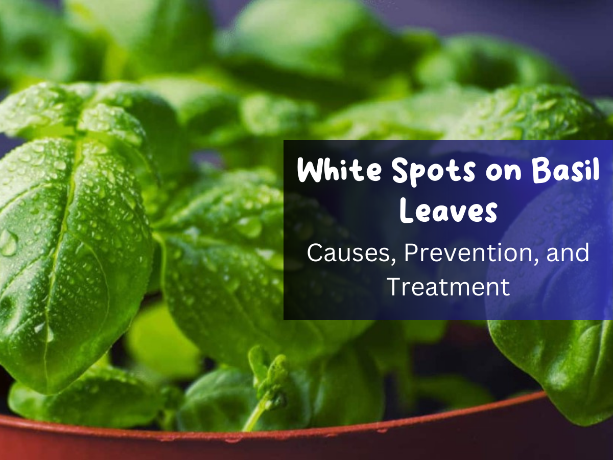 White Spots on Basil Leaves