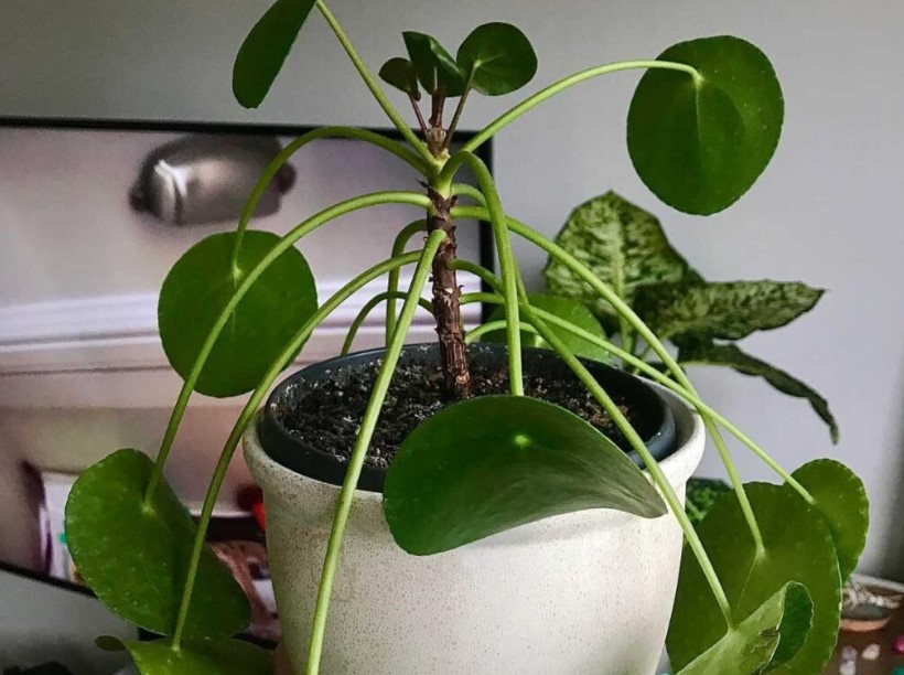 chinese money plant drooping