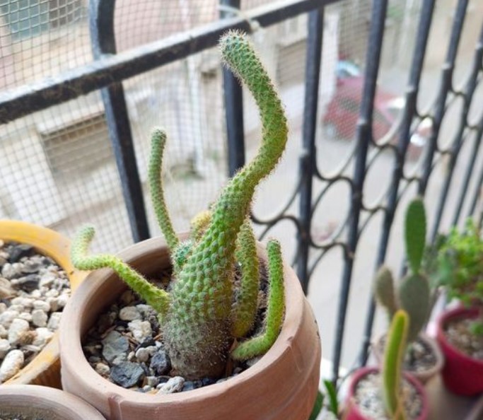 etiolation in cactus