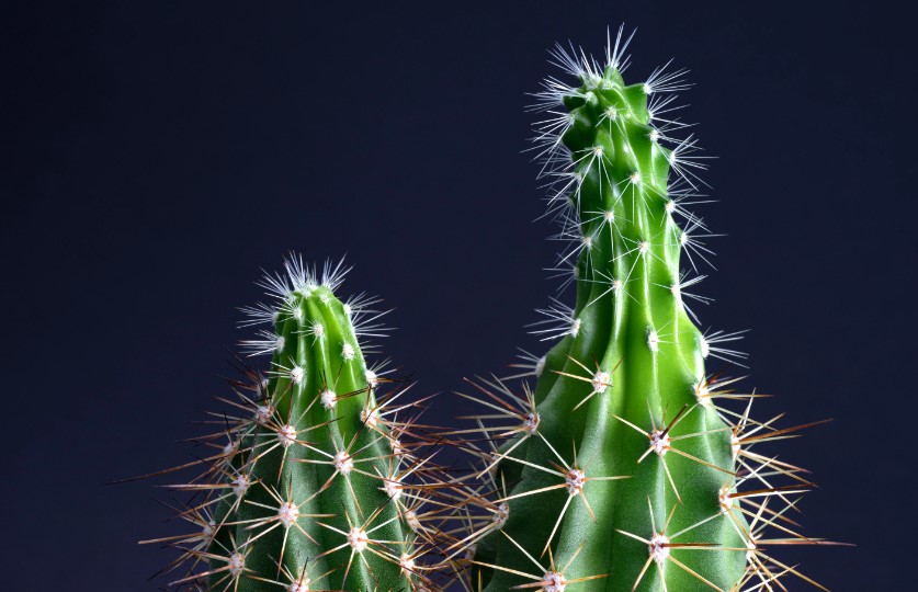 fix etiolation in cacti