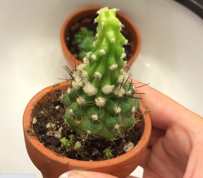 fix etiolation in cactus
