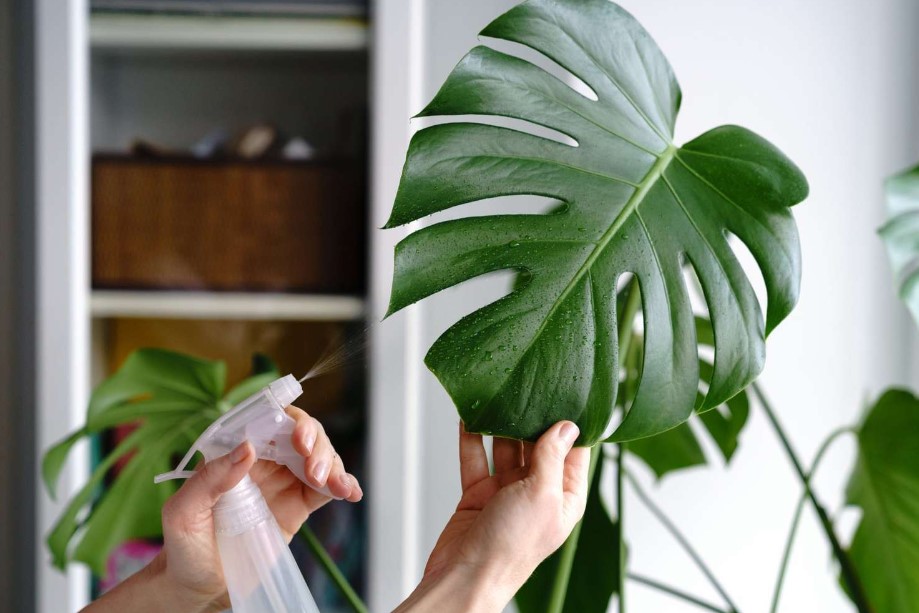 how to clean monstera leaves full guides