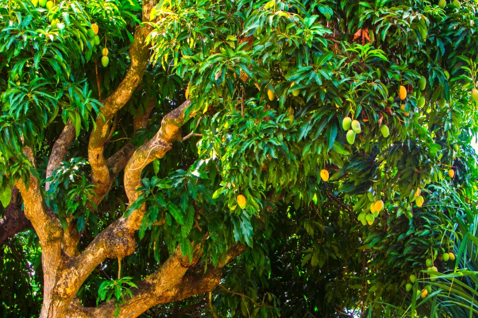 mango trees evergreen 1