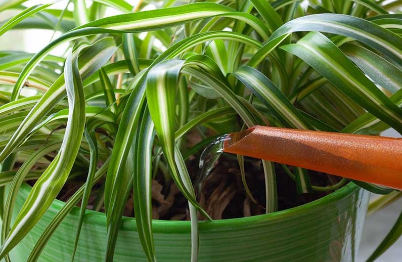 overwatered spider plant care