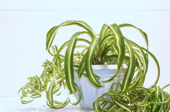 overwatered spider plant fix