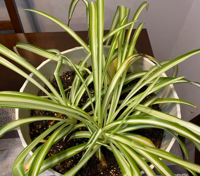 spider plant leaves bending care