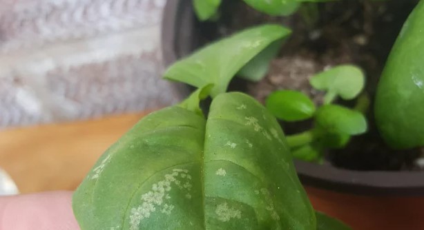 white spots on basil leaves causes
